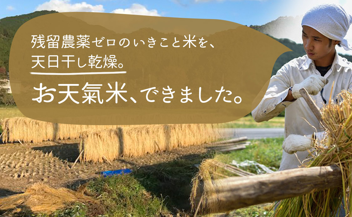 残留農薬ゼロのいきこと米を天日干し乾燥。いきこと米 -日輪-