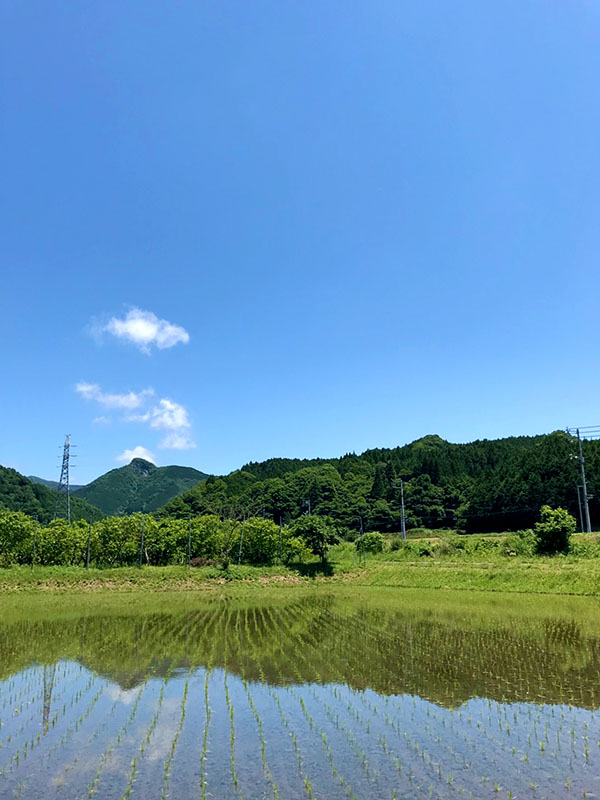 美しい岡山の田んぼ